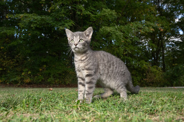 Portrait of gray tabby cat