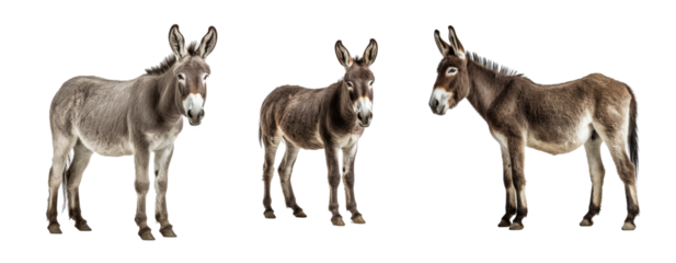 Set of Donkey isolated on transparent background. Concept of animals.