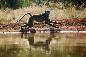 Chacma baboon running along waterhole in Kruger National park, South Africa ; Specie Papio ursinus family of Cercopithecidae