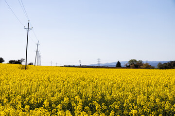Yellow colza field in summer, rapeseed field and blue sky, Spain