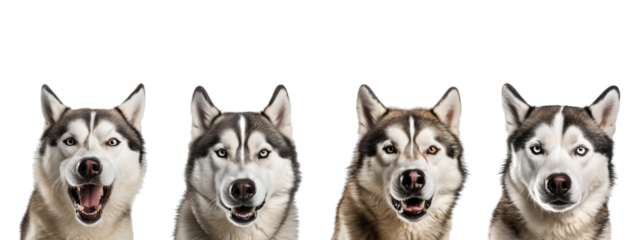 Set of four siberian huskie isolated on transparent background. Concept of animals.