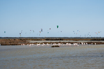 Flock of flamingos at salines de Sant Antoni with kitesurfers in the background, Delta del Ebro