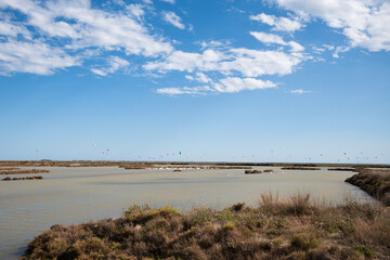 Flock of flamingos at salines de Sant Antoni with kitesurfers in the background, Delta del Ebro