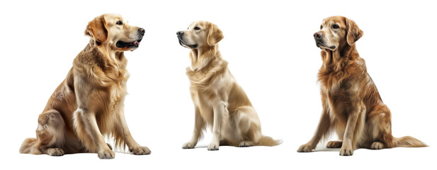 Set of Golden Retriever dog isolated on transparent background. Concept of pet. - obrazy, fototapety, plakaty