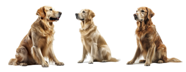 Set of Golden Retriever dog isolated on transparent background. Concept of pet.