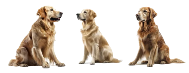  Set of Golden Retriever dog isolated on transparent background. Concept of pet. © The Imaginary Stock