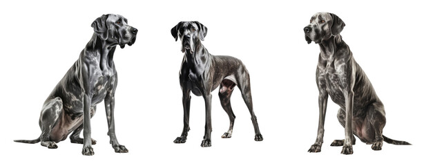 Set of Great Dane dog isolated on transparent background. Concept of pet. - obrazy, fototapety, plakaty