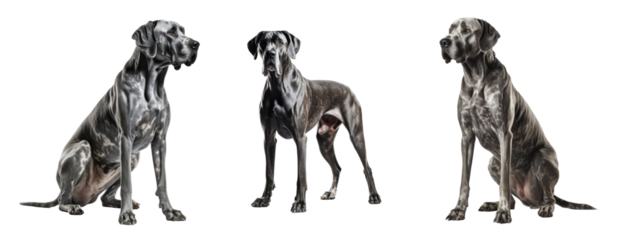 Set of Great Dane dog isolated on transparent background. Concept of pet.