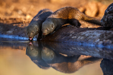 Two Common dwarf mongoose drinking in waterhole with reflection in Kruger National park, South Africa ; Specie Helogale parvula family of Herpestidae