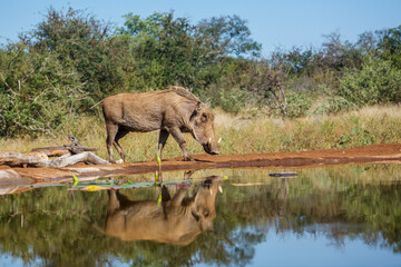 Common warthog walking to waterhole with reflection in Kruger National park, South Africa ; Specie Phacochoerus africanus family of Suidae
