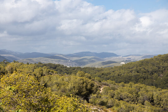 Landscape of pinetree forest and mountains and sea in the background, Sitges, Garraf mountains