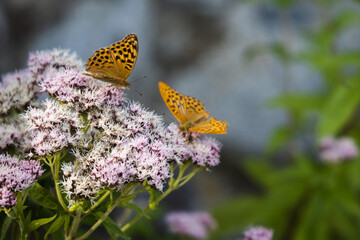 Silver-washed fritillary butterfly on the pink flowers, Argynnis paphia