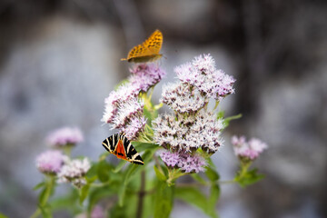 Silver-washed fritillary butterfly on the pink flowers, Argynnis paphia
