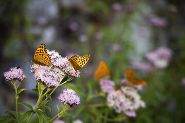 Silver-washed fritillary butterfly on the pink flowers, Argynnis paphia