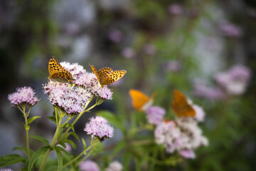 Silver-washed fritillary butterfly on the pink flowers, Argynnis paphia