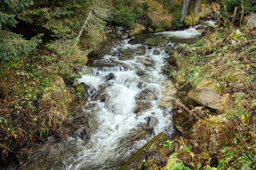 Wild mountain river flowing through stone boulders. Abundant clear stream in carpathians.