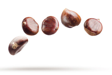 Falling chestnuts isolated on white background.