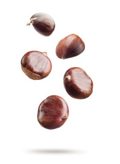 Falling chestnuts isolated on white background.