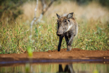 Young Common warthog along waterhole in Kruger National park, South Africa ; Specie Phacochoerus...