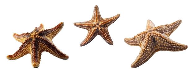 Set of starfishe isolated on transparent background. Concept of animals.