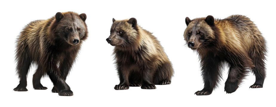 Set of wildlife wolverine isolated on transparent background. Concept of animals.