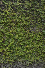 green leaves on stone wall