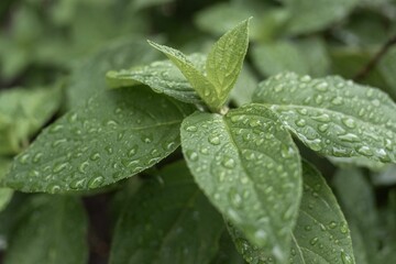 Close-up of a newly-sprouted plant, with raindrops glistening on its fresh leaves