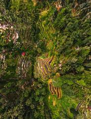 bali pola ryżowe © Jakub