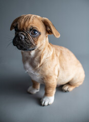 Pug Puppy Studio Shot on Grey Background