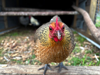 Closeup shot of a cute, small, brown Bantam Chicken Hen looking curiously at the camera while perched on a wood frame of a small chicken coop