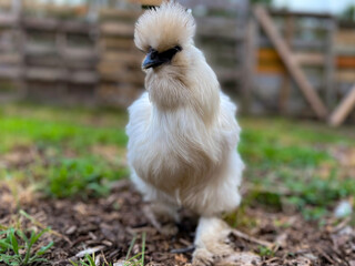 White, bantam, Silkie chicken tilling the ground while looking curiously at the camera on a farm