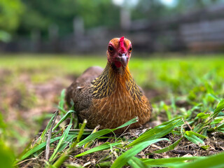 Cute, brown, bantam chicken lying on a grassy field looking away from the camera