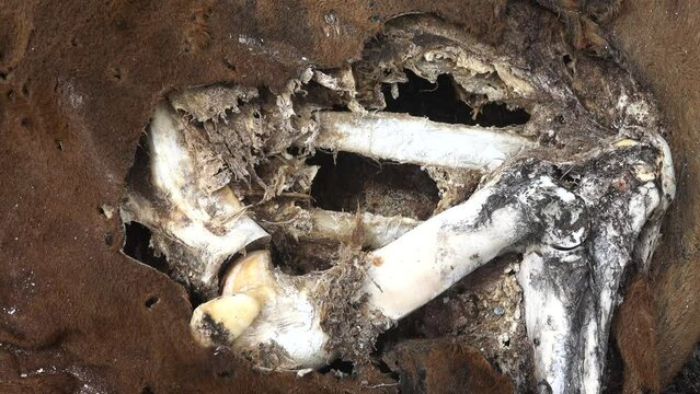 A brown cow died in the winter in a semi-desert. The corpse was eaten by a fox, corpse-eating beetles, skin-eating beetles. Big bones waterlessness