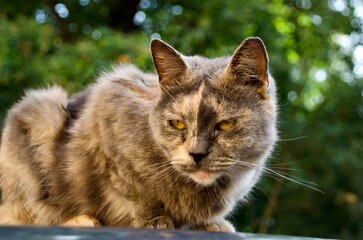 Domestic cat with a stern look sitting against a background of green plants. A pet in nature. Best home security.