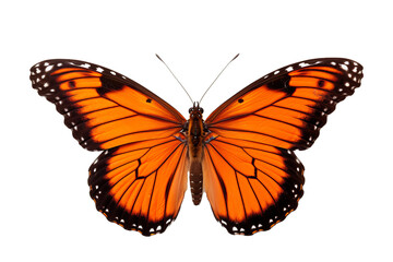 Fototapeta na wymiar Generative AI image of a stunning Butterfly is flying, isolated on a completely white background, macro
