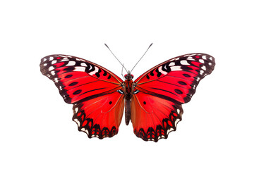 Generative AI image of a stunning Butterfly is flying, isolated on a completely white background, macro