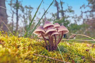 Picture of a group of mushrooms on a tree trunk in autumn