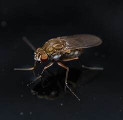 Macro shot of a fly perched atop a dark surface