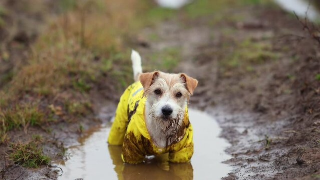 The dog is standing in a puddle. Jack Russell Terrier in a yellow raincoat. Wet and dirty pet on a walk. Inclement weather