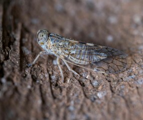 a small, gray insect resting on the ground, with its body in motion