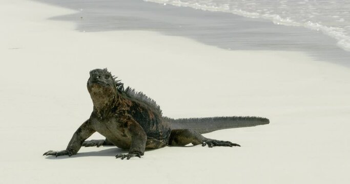 Marine iguana on the beach with waves crashing on the sand behind it.