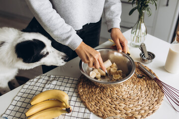 A cute big white and black dog helps her owner prepare a banana muffin with berries for breakfast. Friendship and healthy homemade food concept. Cozy atmosphere in the kitchen at home