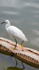 great heron ardea cinerea