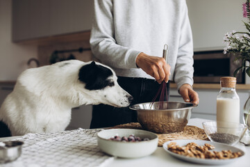 A cute big white and black dog helps her owner prepare a banana muffin with berries for breakfast. Friendship and healthy homemade food concept. Cozy atmosphere in the kitchen at home