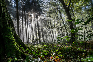 Mysterious old forest with sunbeams through the fog.