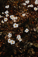 Small white flowers illuminated by a ray of sunlight