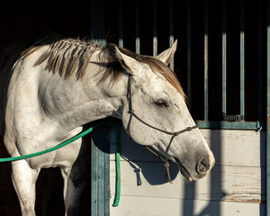 A gray Thoroughbred horse with a rope halter leaning out of a stall with a black background.