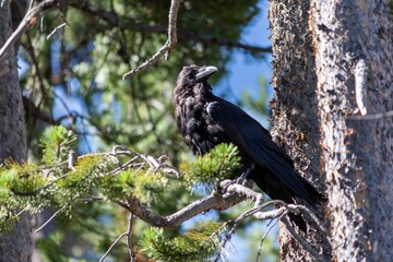 Raven avian perched atop a tall tree, its feathers standing out against the leafy background