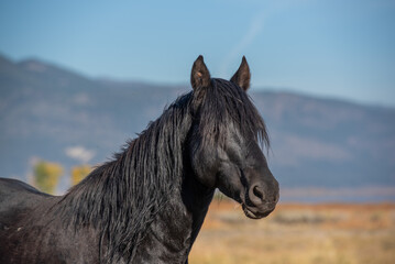 Black wild mustang in a desert in Nevada, USA, against the mountain landscape