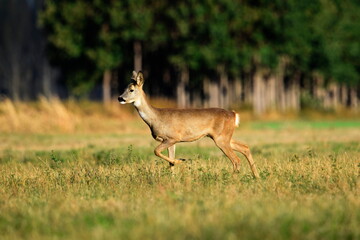 Deer running in the wildlife.